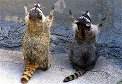 Ησυχία! Τα ζώα… προσεύχονται!